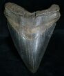 Megalodon Tooth From Georgia #6062-1